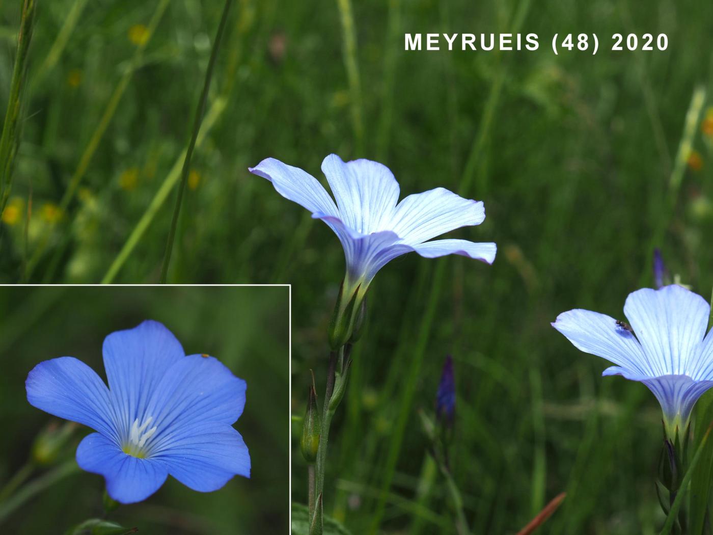 Flax, Beautiful flower